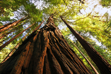 San Francisco Muir Woods cruise excursion